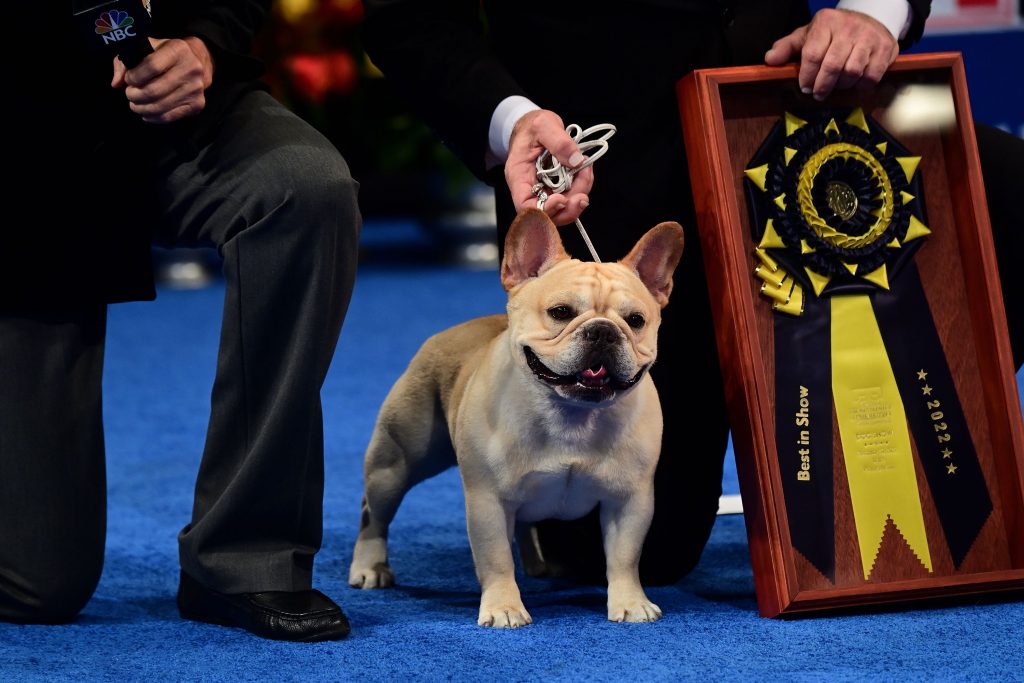 Winston wins the national dog show