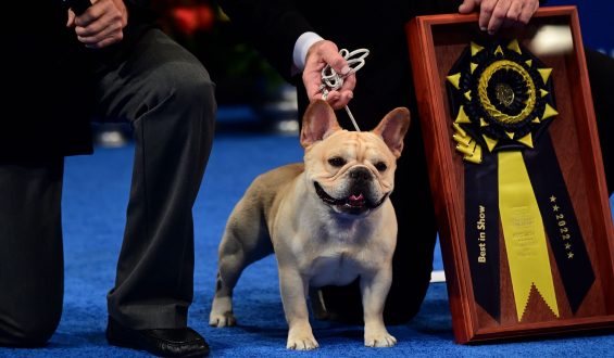 The National Dog Show has now been won by French bulldog Winston.